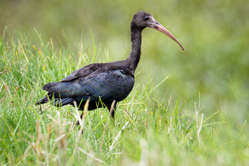 Naklejka premium Bare-faced Ibis