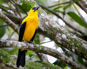Oriole Blackbird on a branch
