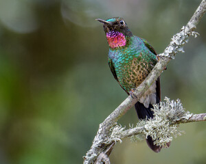 Tourmaline Sunangel Hummingbird on a branch