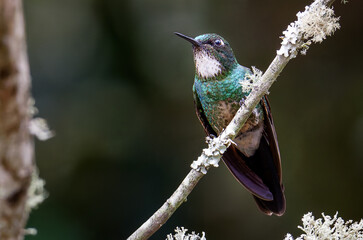 Tourmaline Sunangel Hummingbird on a branch