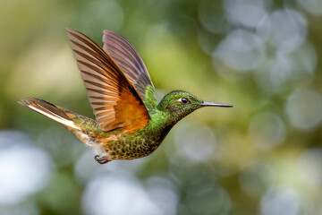Hummingbird Buff-tailed Coronet in flight