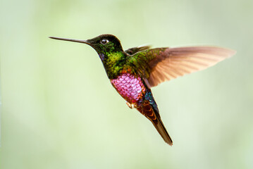 Hummingbird in flight