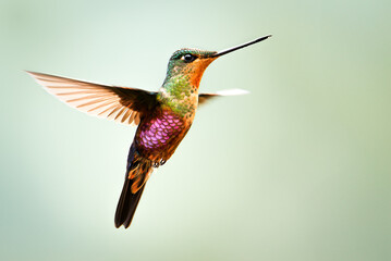 Fototapeta premium Hummingbird in flight