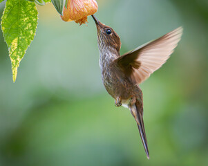 Hummingbird feeding on a flower