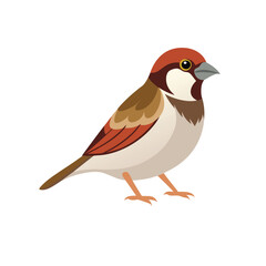 sparrow bird on white background