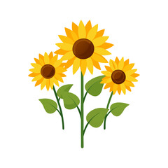 sunflower isolated on transparent background