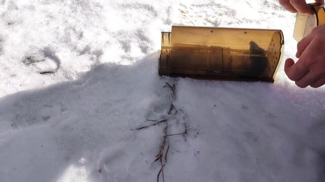 Humane mouse trap - a safe solution for fighting rodents in the house