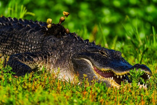 Alligator resting on green grass