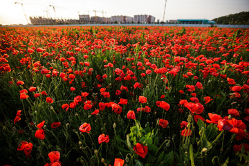 Bright red poppy field in front of a large stadium under construction in Krasnodar