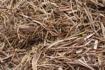La caña de azúcar se ha secado con el sol