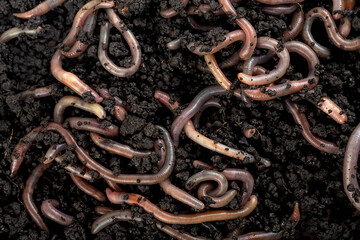 Pile of garden compost and earthworms, as gardening concept, view from above. Earthworms for...