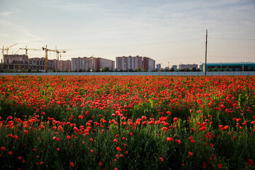 Bright red poppy field in front of a large stadium under construction in Krasnodar