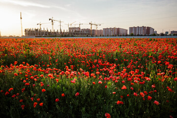 Bright red poppy field in front of a large stadium under construction in Krasnodar