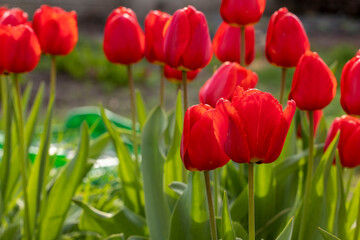 Obraz premium Red tulips blooming in spring garden illuminated by sunlight