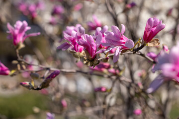 Pink magnolia flowers blooming in spring sunlight