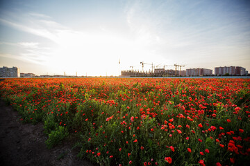Bright red poppy field in front of a large stadium under construction in Krasnodar