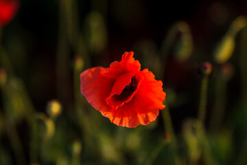 Close-up of a red poppy against green background in an open field