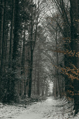 road in the forest
