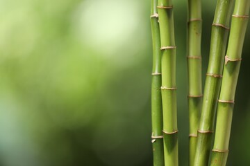 Green bamboo stems on blurred background, closeup. Space for text