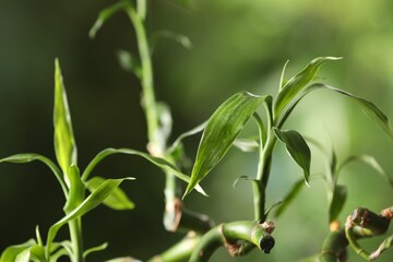 Green bamboo stems with leaves on blurred background, closeup