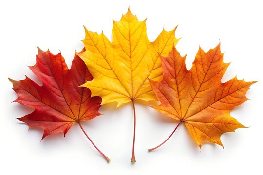 maple leaf isolated on white