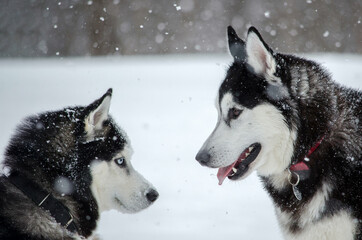 Two siberian huskies face each other amidst snowflakes in winter scene. Dark fur contrasts with white snow, creating striking image. Their focused gaze suggests playful interaction