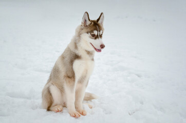 Husky sits calmly on snowy ground, showcasing thick fur and blue eyes. Soft lighting casts gentle shadows, creating serene winter scene. Overcast sky adds cool tone