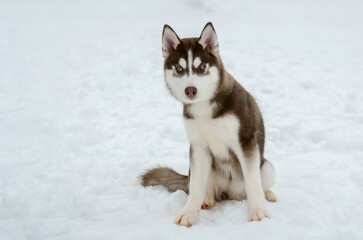 Husky puppy sits on snowy ground under soft daylight. Stark contrast of fur against white snow...