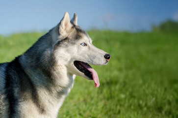 Siberian husky with striking blue eyes stands on lush green field. Bright sunlight highlights its fur, with blue sky backdrop. Photographed at side angle, tongue out