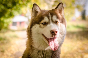 Siberian husky with lush fur stands outdoors in warm sunlight. Background features golden foliage...