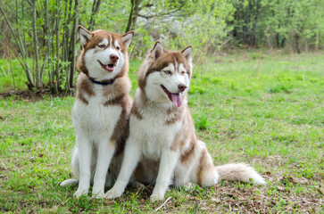 Two siberian huskies rest on lush grass, surrounded by greenery in sunny park. Their fur gleams under natural light as they enjoy serene environment. Trees in background add depth to vibrant scene