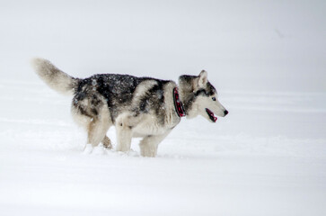 Naklejka premium Husky enthusiastically dashing through pristine snow. Background filled with soft white snow, conveying serene winter atmosphere. Vibrant, energetic scene showcasing canine freedom and joy