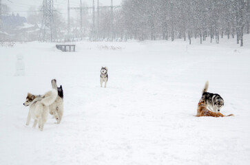 Naklejka premium Group of huskies joyfully playing in snow-covered park. Snowfall creates serene atmosphere as trees line background. Overcast skies add to wintry scene