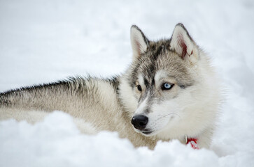 Siberian husky lies peacefully in fresh, white snow. Bright blue eyes contrast strikingly against neutral winter background. Soft lighting enhances serene, wintry ambiance