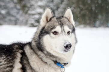 Close-up of husky with snowy background, showcasing thick fur and piercing eyes. Snowflakes gently falling, creating serene winter atmosphere. Cool tones dominate, highlighting dogs majestic presence