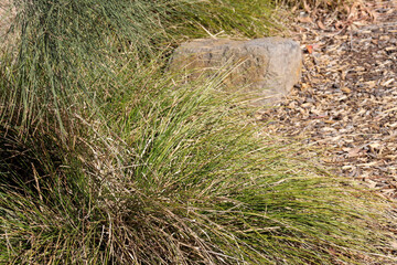 australian native grasses used in natural park landscaping