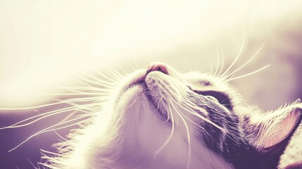 Dreamy Cat Gazing Upward in a Soft Ethereal Surrounding Atmosphere