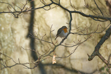 European robin (Erithacus rubecula) sitting on a tree branch in Zurich, Switzerland