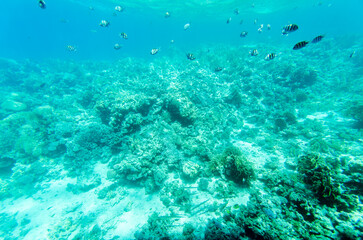 Expansive coral reef thrives under bright turquoise waters. Striped fish swim above, creating dynamic scene. Sunlight penetrates, highlighting diverse marine life