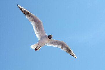 Seagull gliding gracefully with wings spread wide in clear blue sky. Bright sunlight illuminates feathers, showcasing natural beauty. Serene and uplifting scene from low angle