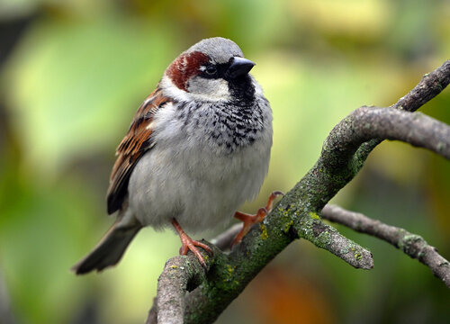 un gorrion en un parque en libertad