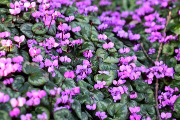 Alpenveilchen in Botanischem Garten Wuppertal