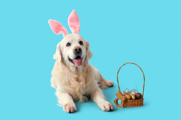Cute Labrador dog in bunny ears with Easter eggs lying on blue background