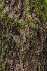 Background. Close-up view of moss over pine tree trunk