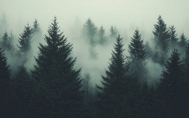 Obraz premium Misty evergreen forest, shrouded in fog, dark and moody atmosphere.