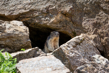 Marmot near its burrow in Val di Formazza, Piedmont, Italy