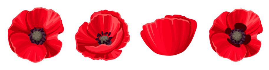 Red poppy flowers isolated on a white background. Set of vector illustrations