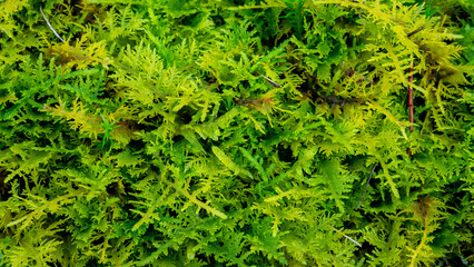 macro close-up view of lush green moss with intricate textures and delicate leaves