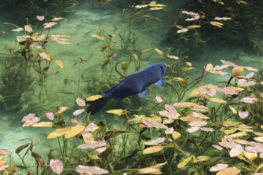 モネの池の鯉