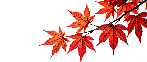 A branch with a group of scarlet maple leaves on a transparent background. The leaves are arranged at different angles, showing their natural shape and thin vein lines.